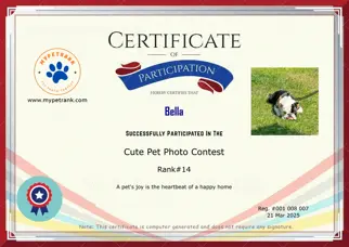 Certificate Preview