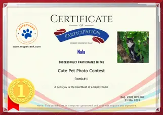 Certificate Preview