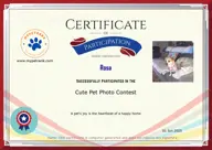 Locked Certificate Preview