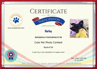 Certificate Preview