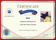 Locked Certificate Preview