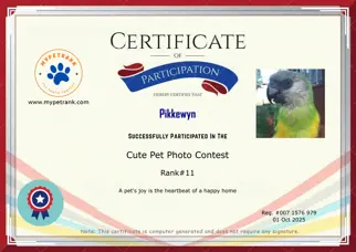 Certificate Preview
