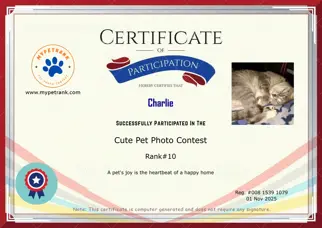 Certificate Preview