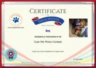 Locked Certificate Preview