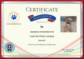 Certificate Preview