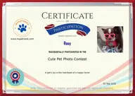 Locked Certificate Preview