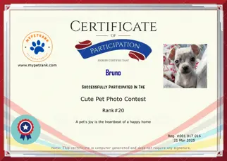 Certificate Preview