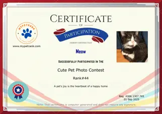 Certificate Preview