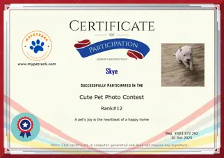 Certificate Preview