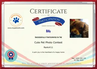 Certificate Preview