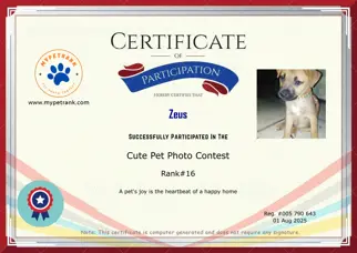 Certificate Preview