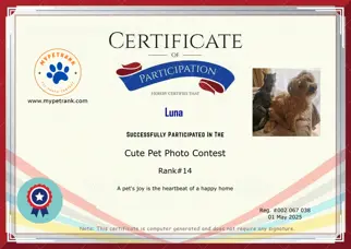 Certificate Preview