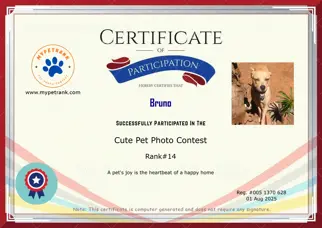 Certificate Preview