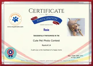 Certificate Preview