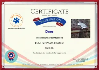Certificate Preview