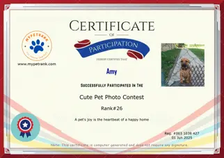 Certificate Preview