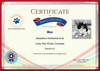 Certificate Preview