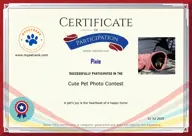 Locked Certificate Preview