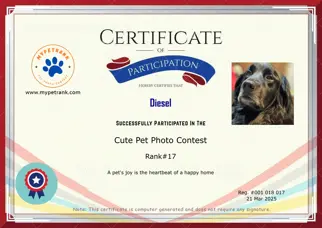 Certificate Preview